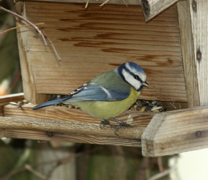 Datei:Blaumeise.jpg