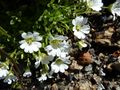 Einblüten-Hornkraut.jpg