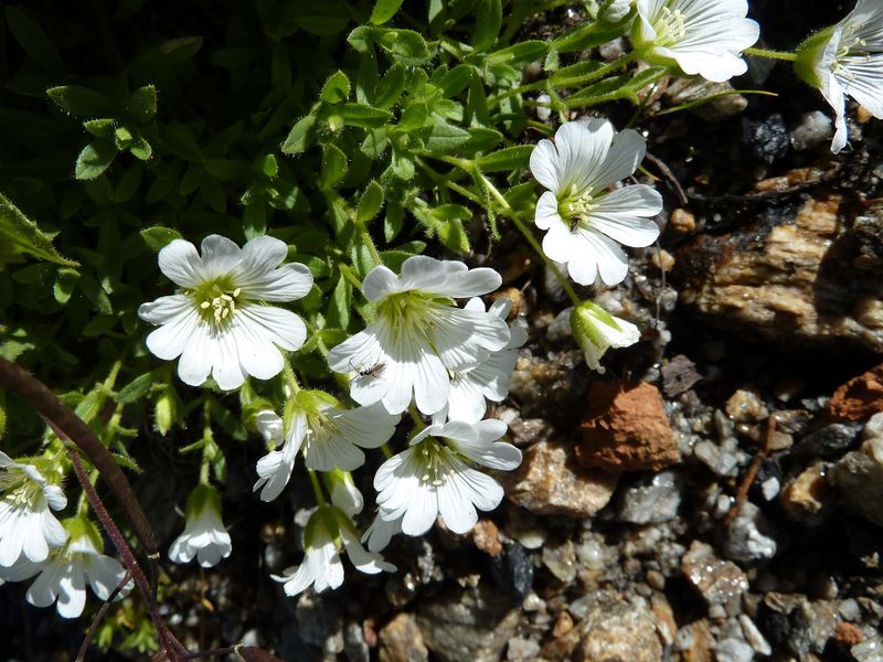 Datei:Einblüten-Hornkraut.jpg