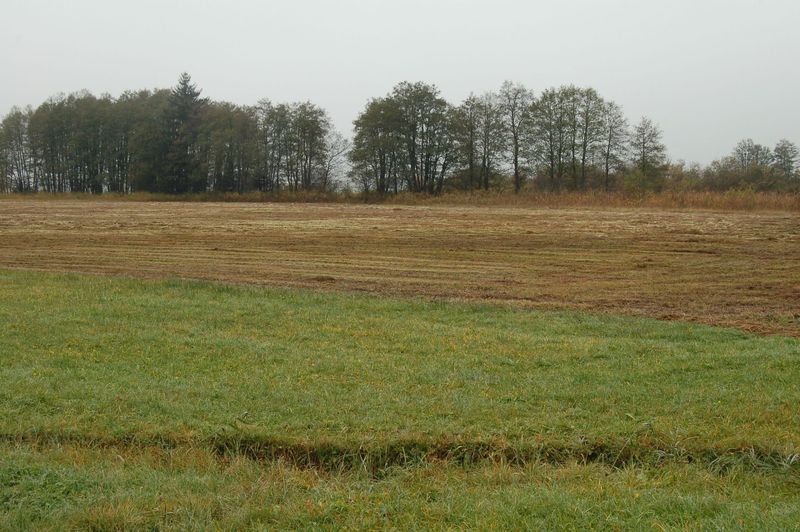 Datei:Futter- und Streuwiese.jpg