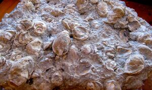 Fossilien-Aufschluss von Rußbachschnecken südlich der Schneckenwand 02.jpg