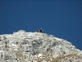 Gemse-Hochkönig3036.jpg