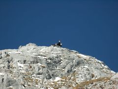 Gemse-Hochkönig3036.jpg