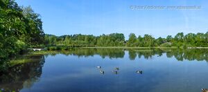 Sighartsteiner Weiher Juni 2021.jpg