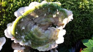 Tramete 20201106 8.jpg