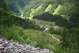 Vögeialm 28682 2016-06-28.jpg