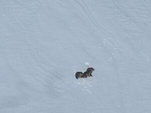 Großglockner Hochalpenstraße Schneeräumung 2017 Nordrampe 45.jpg