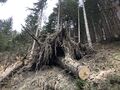 Schadholz Baumwurzel 4.JPG