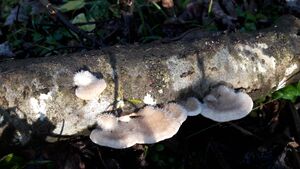 Tramete 20201106 25.jpg
