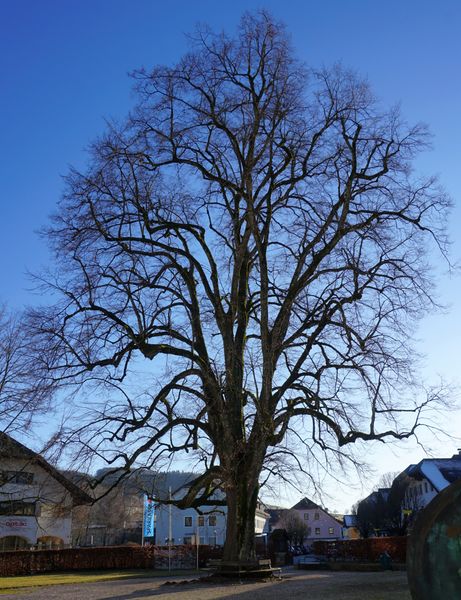 Datei:Scherenschnitt.jpg