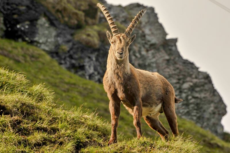 Datei:Steinbock 2013 02.jpg