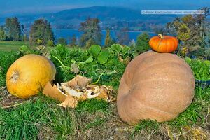 2015 10 27 Irrsee Herbst Kürbisse.jpg