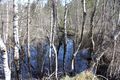 Mandlinger moor 69796 2018-04-18.jpg