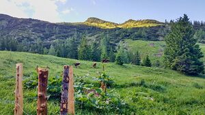 Vierkaseralm Almauftrieb 2021 08.jpg