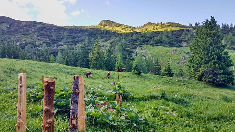 Datei:Vierkaseralm Almauftrieb 2021 08.jpg