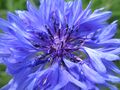 Kornblume 23.07.2021 2.JPG