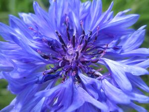 Kornblume 23.07.2021 2.JPG