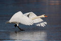 Schwan start.jpg