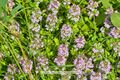 Thymus pulegioides Feld-Thymian Arznei-Quendel Eiblatt-Quendel.jpg