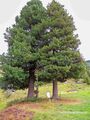 2013 08 27 Filzmoos Hinterwinkl Oberhofalm Zirbe 02.jpg
