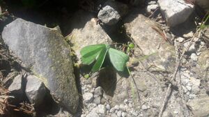 Grünes Blatt (Geometra papilionaria) 20200710 1.jpg