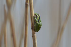 Laubfrosch 1.jpg