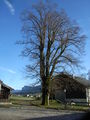 Pfarrhoflinde im november 008.jpg