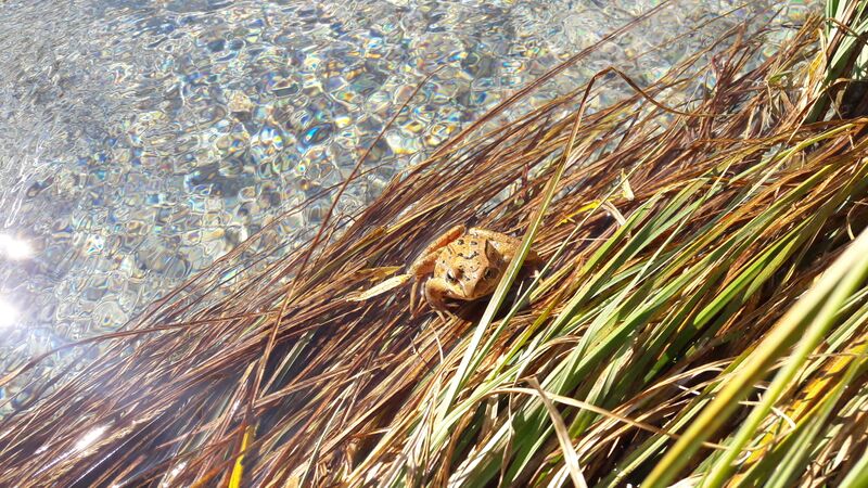 Datei:Frosch 20211009 2.jpg