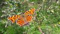 C-Falter (Polygonia c-album, Syn. Nymphalis c-album) 20210825 1.jpg
