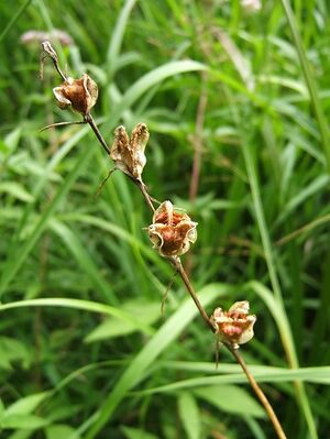 Gladiolus palustris Fruchtstand.jpg