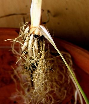 Iris sibirica Rhizom.jpg