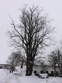 Linde in Haunharting, Südansicht.JPG