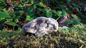 Tramete 20201106 19.jpg