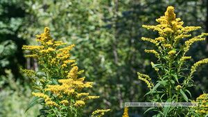 Vegetation im Rauriser Gaisbachtal 14.jpg