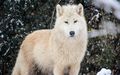 Polarwolf - Arktischer Wolf.jpg