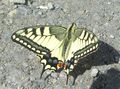 Schwalbenschwanz Mariapfarr 1 (17).JPG