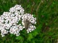 Dichtbehaarter Halsbock Kaprun 20250722 5.jpg