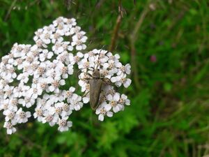 Dichtbehaarter Halsbock Kaprun 20250722 5.jpg