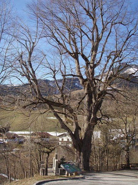 Datei:Linde Kirchenwirt.jpg