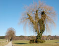 Sehenswerter Baum nahe des Nordufers des Abtsees.jpg
