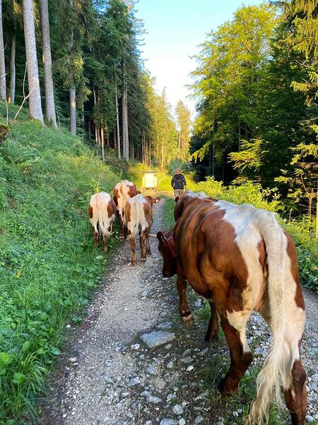 Datei:Vierkaseralm Almauftrieb 2021 01.jpg