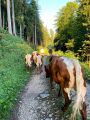 Vierkaseralm Almauftrieb 2021 01.jpg