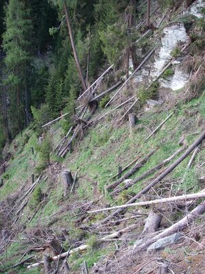 Windwurf 2007 02.JPG