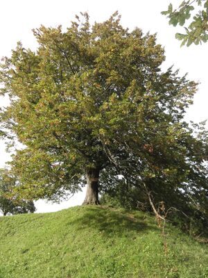 Friedenslinde am Schlossberg von Tettelham.jpg