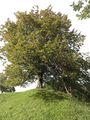 Friedenslinde am Schlossberg von Tettelham.jpg