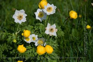 Grossglockner Wunderwelt Glocknerwiesen 02.jpg