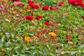 Rosengarten im Mirabellgarten 05.jpg