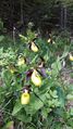 Gelber Frauenschuh (Cypripedium calceolus) 014.jpg