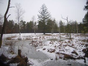 Moorvegetation R0010226 Naturlandschaft.jpg