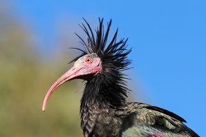 Waldrapp 02.jpg